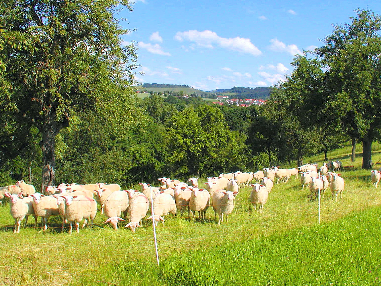  Schafe in Weißlensburg 