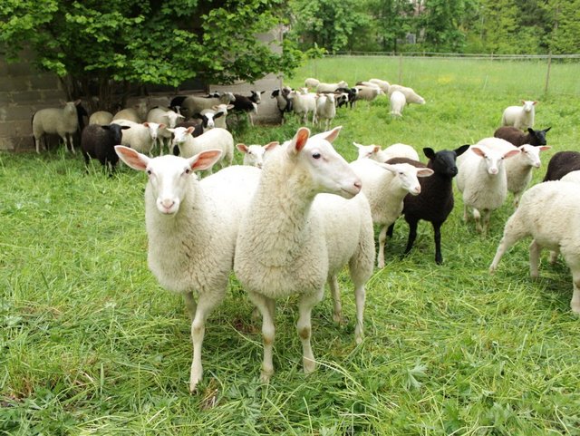 Schafe in Weißlensburg 